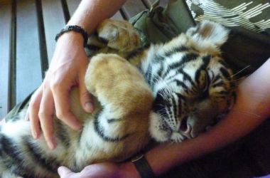Livsfarliga, kramgoa tigrar i Chiang Mai